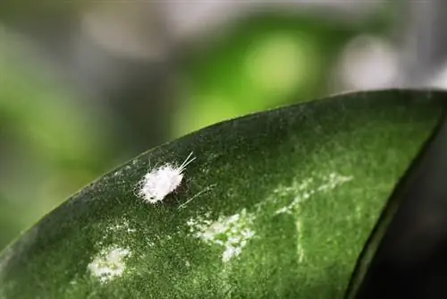 Como remover depósitos brancos da sua orquídea