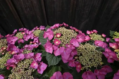 Plant hortensia's