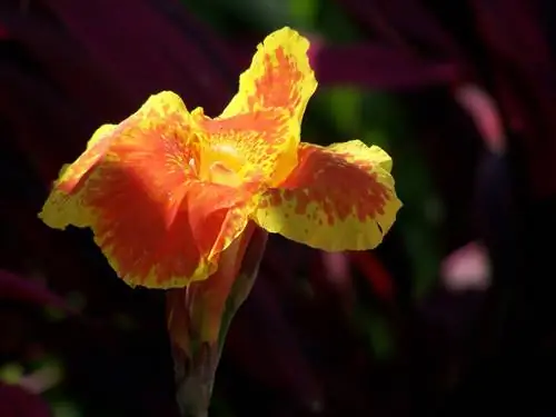 Canna: Exotische schoonheid voor uw zomertuin