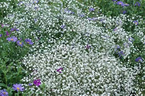 Flerårig gypsophila: varianter, stell og overvintring