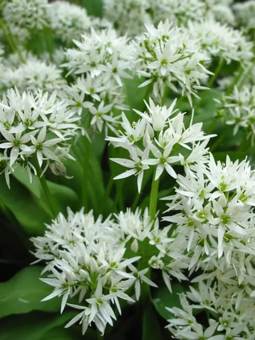 Plant wild garlic