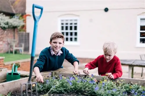 Viooltjes zaaien: zo kun je je eigen viooltjes kweken