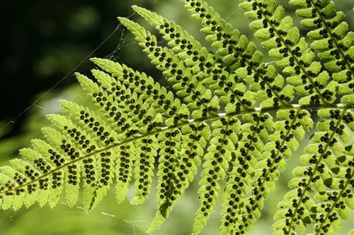 Fern propagation