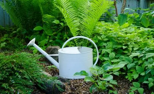 Fern care made easy: tips for he althy plants