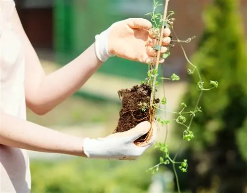 planting clematis