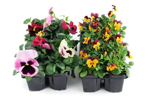 Viola pansies