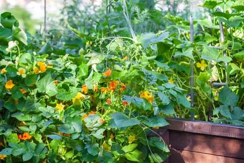 Overwinter nasturtiums