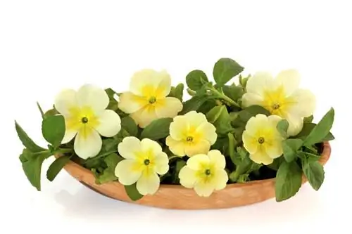 Edible primroses: tasty variety in the kitchen and garden