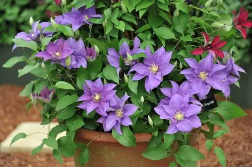 Growing clematis in a pot: ideal varieties and care tips