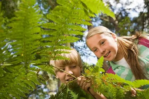 Fern poisoning