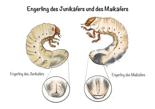 Engerlingen van de junikever en de meikever