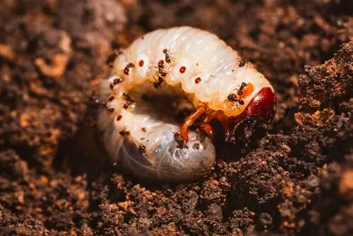 Distinguish grubs and fight them if necessary