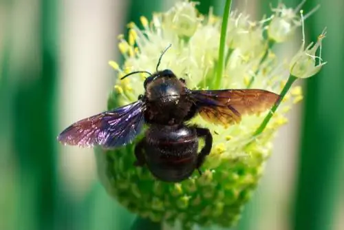 abeille charpentière