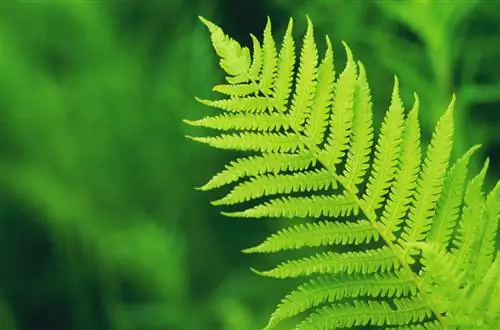 Types of ferns: Discover the fascinating world of ferns