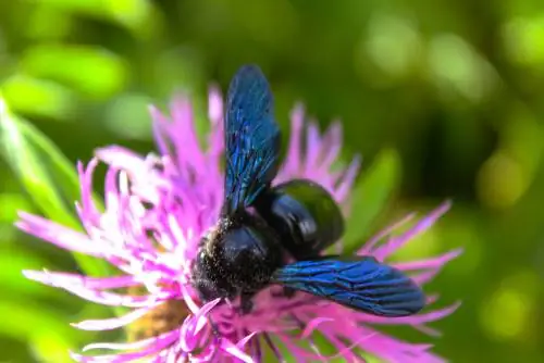 Carpenter Bee: Musta ja sininen villi mehiläinen