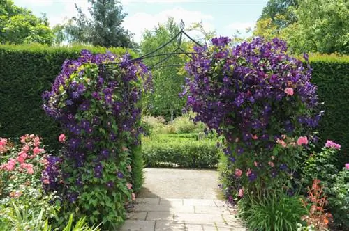 Clematis Frost