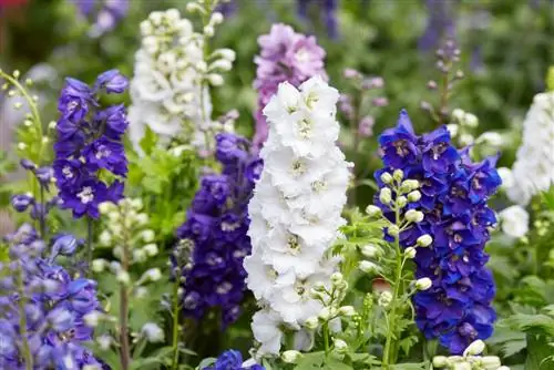 Larkspur: ¿Qué tan venenosa es esta popular planta de jardín?