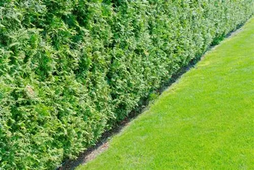 Fertilize conifer hedges - with this combination of nutrients