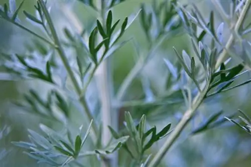 Zorg voor alsem: hoe snijd je de medicinale plant op de juiste manier?