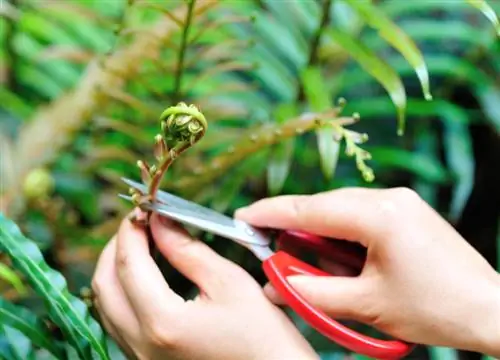 Cutting ferns correctly: autumn or spring? Tips & Tricks