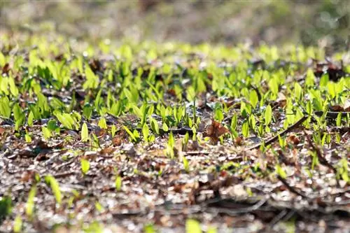 Saai van wilde knoffel: Hoe om dit suksesvol in jou eie tuin te kweek