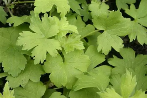 Delphinium leaves