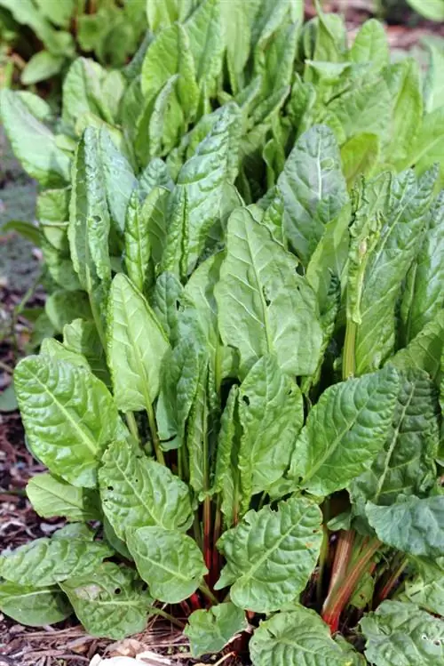 Ubicació de Sorrel