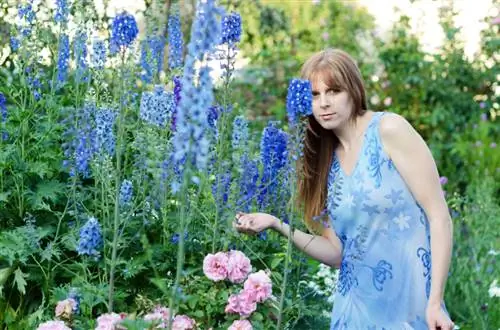 Alçada de Larkspur: quines varietats encaixen al meu jardí?