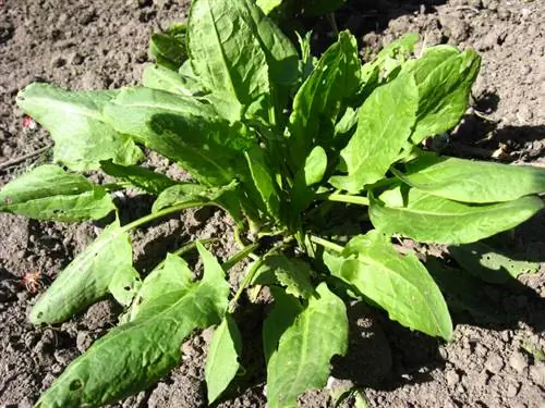 Planter de l'oseille