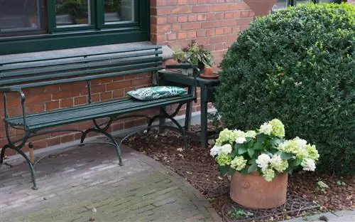 Tuinontwerp met buxus en hortensia's - ideeën & tips