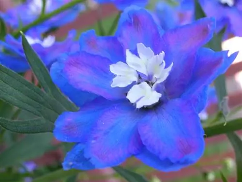 Delphiniums blomningstid