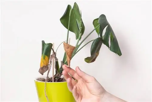 Wanneer die Monstera sterf: oorsake en versorgingswenke