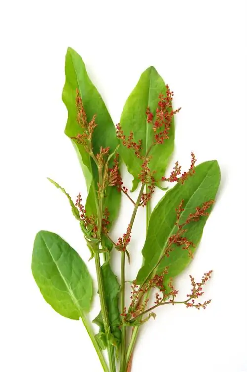 Sorrel in full bloom: identifying characteristics & meaning