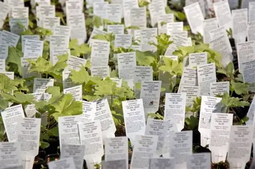 ¿Cómo cultivo delfinios en maceta en el balcón o terraza?