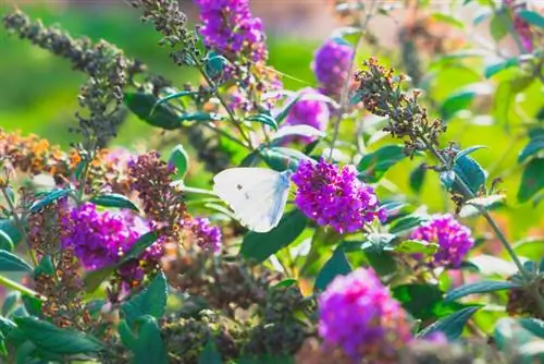 Remove dead flowers of butterfly lilac