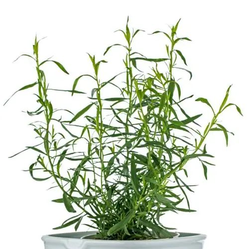 Tarragon care