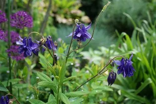 Columbine also grows in the shade