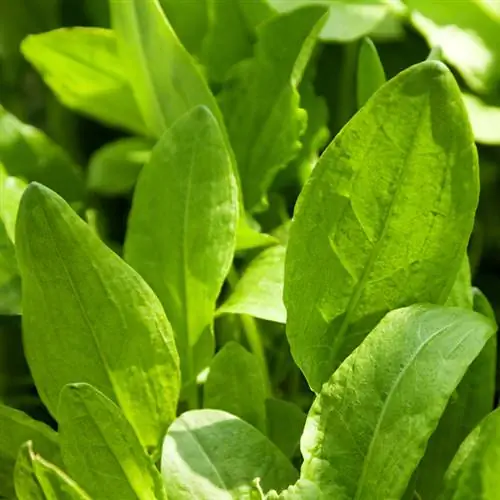 Sorrel season: When is the best time to harvest?