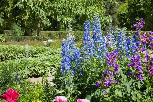 Delphinium abadi: perawatan, perbanyakan & musim dingin yang berlebihan