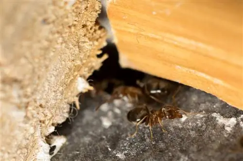 Which ants nest in the house – determination and help