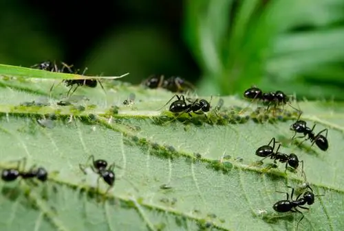 Remèdes maison contre les fourmis