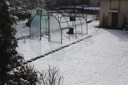 Les pieds d'alouette hivernent avec succès : protection et soins