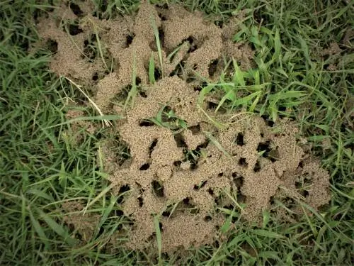 remèdes maison pour les fourmis