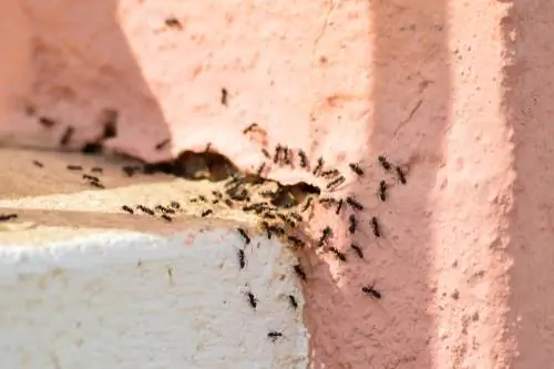 remèdes maison pour les fourmis