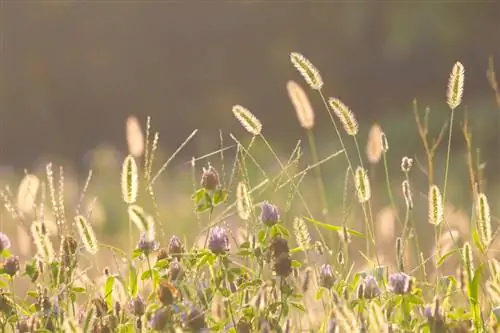 Créer une prairie sèche : Voici comment créer un biotope