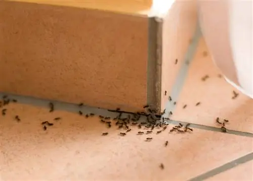 ants-in-the-apartment