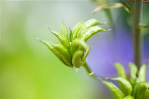 Shumëzoni delphiniums: Me këto këshilla mund ta bëni