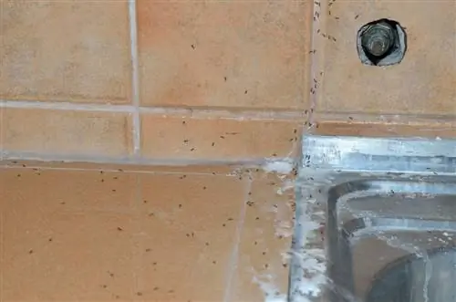 ants-in-the-apartment