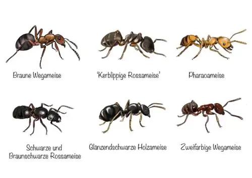 Kvartirada chumolilar: chumolilarning turlari