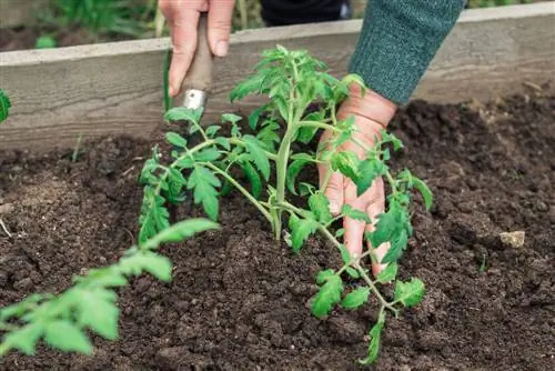 insérer les tomates